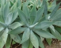 Agave attenuata image