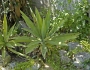 Agave decipiens image