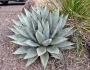 Agave havardiana image