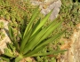 Agave ocahui image