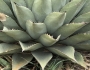 Agave parryi image