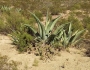 Agave salmiana image