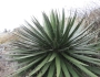 Agave schidigera image