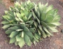 Agave titanota image