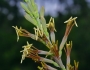 Agave virginica image