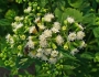 Ageratina altissima image