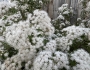Ageratina havanensis image