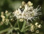 Ageratina herbacea image