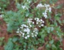 Ageratina jucunda image