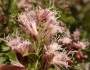 Ageratina occidentalis image