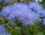 Ageratum houstonianum image