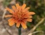 Agoseris aurantiaca image