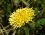 Agoseris grandiflora image