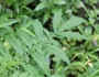 Agrimonia parviflora image