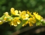 Agrimonia striata image
