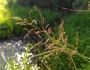 Agrostis canina image