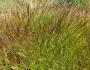 Agrostis capillaris image
