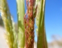 Agrostis exarata image