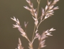 Agrostis pallens image
