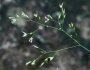 Agrostis perennans image