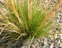 Agrostis scabra image