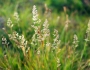 Agrostis stolonifera image