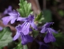 Ajuga decumbens image