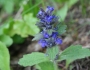 Ajuga genevensis image