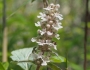 Ajuga nipponensis image