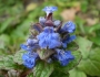 Ajuga reptans image