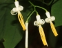 Alangium platanifolium image