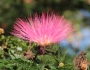 Albizia julibrissin image
