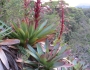 Alcantarea imperialis image