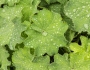 Alchemilla mollis image