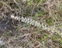 Aletris farinosa image