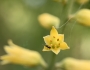 Aletris lutea image
