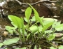 Alisma subcordatum image