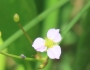 Alisma triviale image