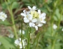 Alliaria petiolata image