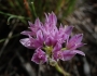 Allium acuminatum image