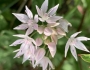 Allium amplectens image