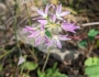 Allium bisceptrum image