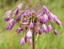 Allium carinatum image