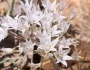 Allium macropetalum image