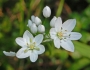 Allium neapolitanum image