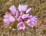 Allium roseum image