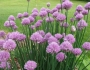 Allium schoenoprasum image