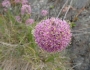 Allium stellatum image