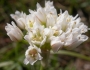 Allium textile image
