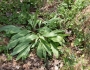 Allium tricoccum image